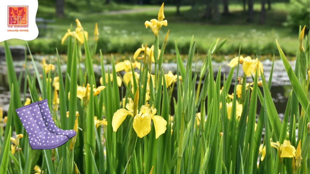 Aanplanten waterplanten en speurtocht voor het hele gezin